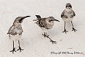 3348 3 mocking birds ready to dance